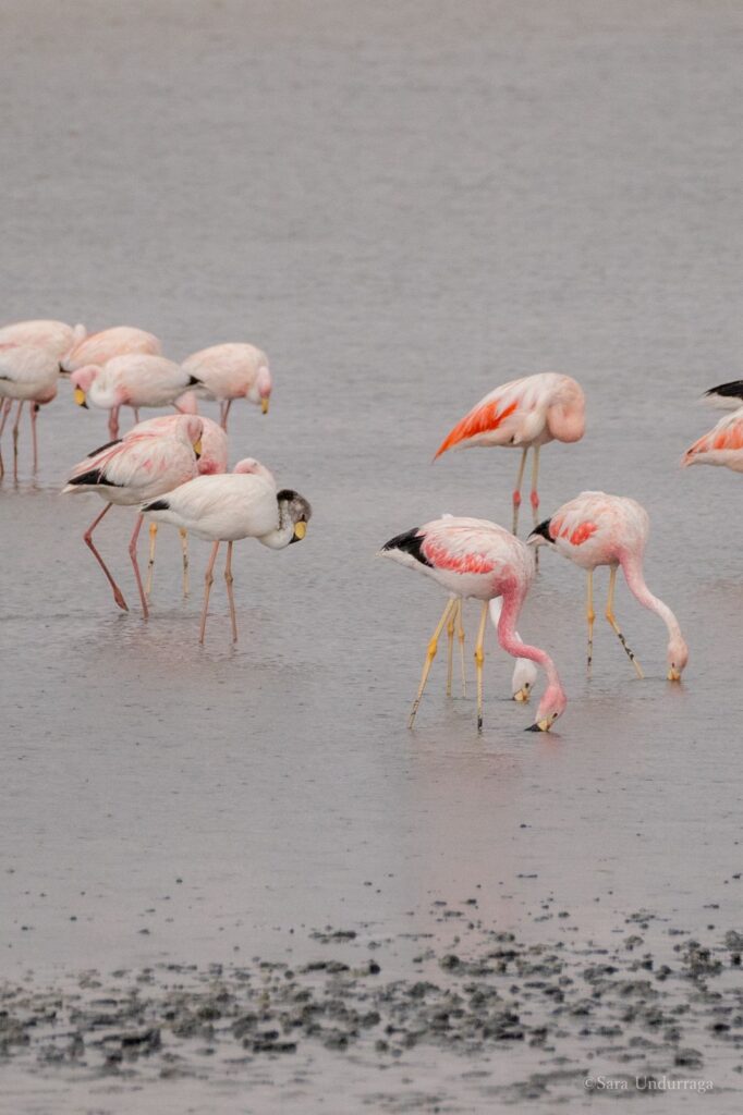 Flamencos en Surire. Créditos: Sara Undurraga.