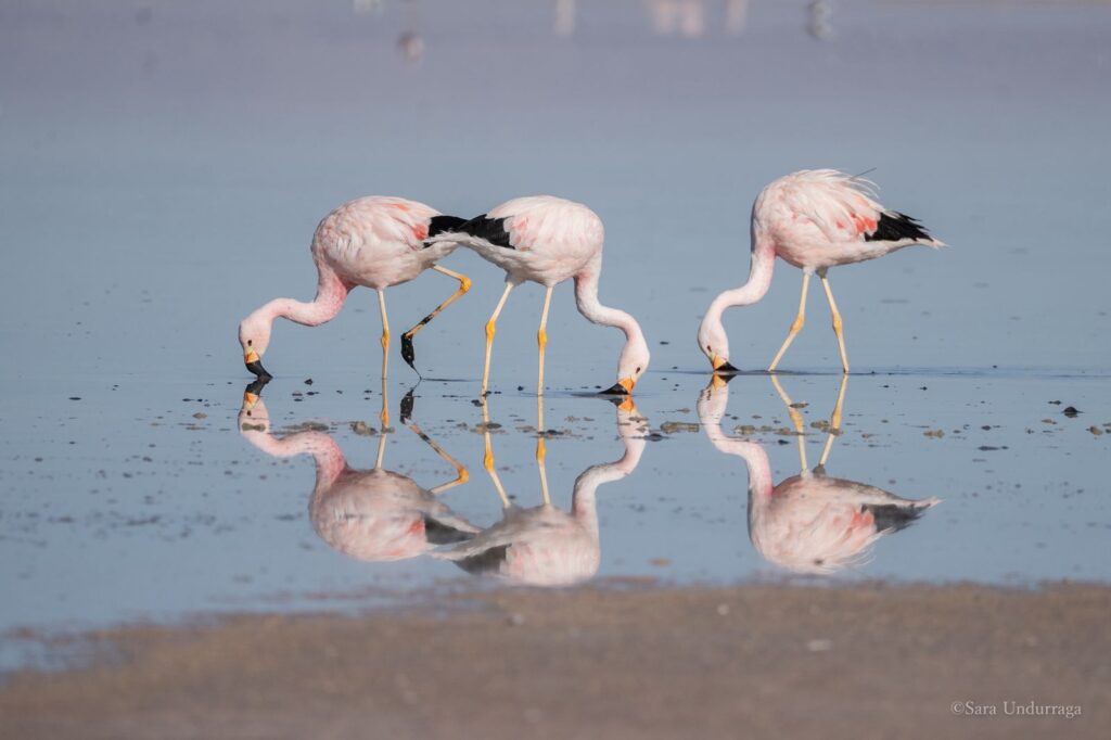 Flamencos en Surire. Créditos: Sara Undurraga.