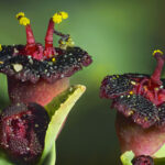Flor diminuta. Polilla. Créditos Nicolás Piwonka. *Todas las fotografías de esta nota son de uso exclusivo de Ladera Sur para promocionar la exposición. No se pueden usar ni difundir sin autorización de Nicolás Piwonka.