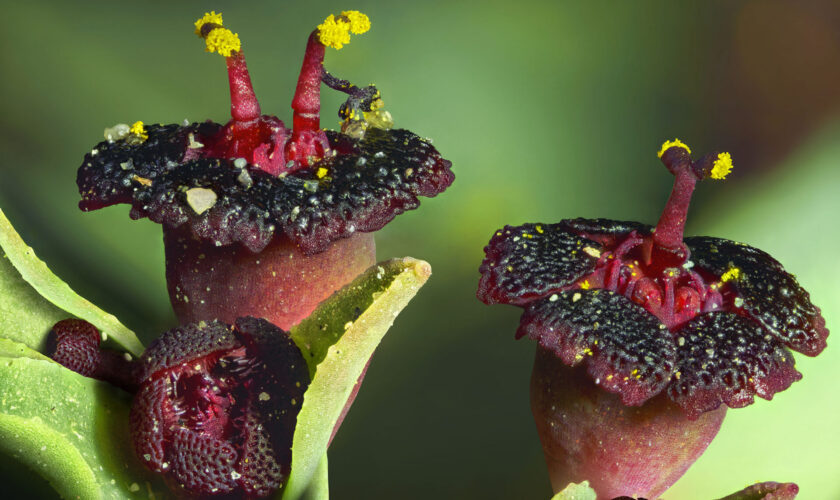 Destacado fotógrafo Nicolás Piwonka expondrá muestra exclusiva sobre el Desierto Florido en el Festival Ladera Sur