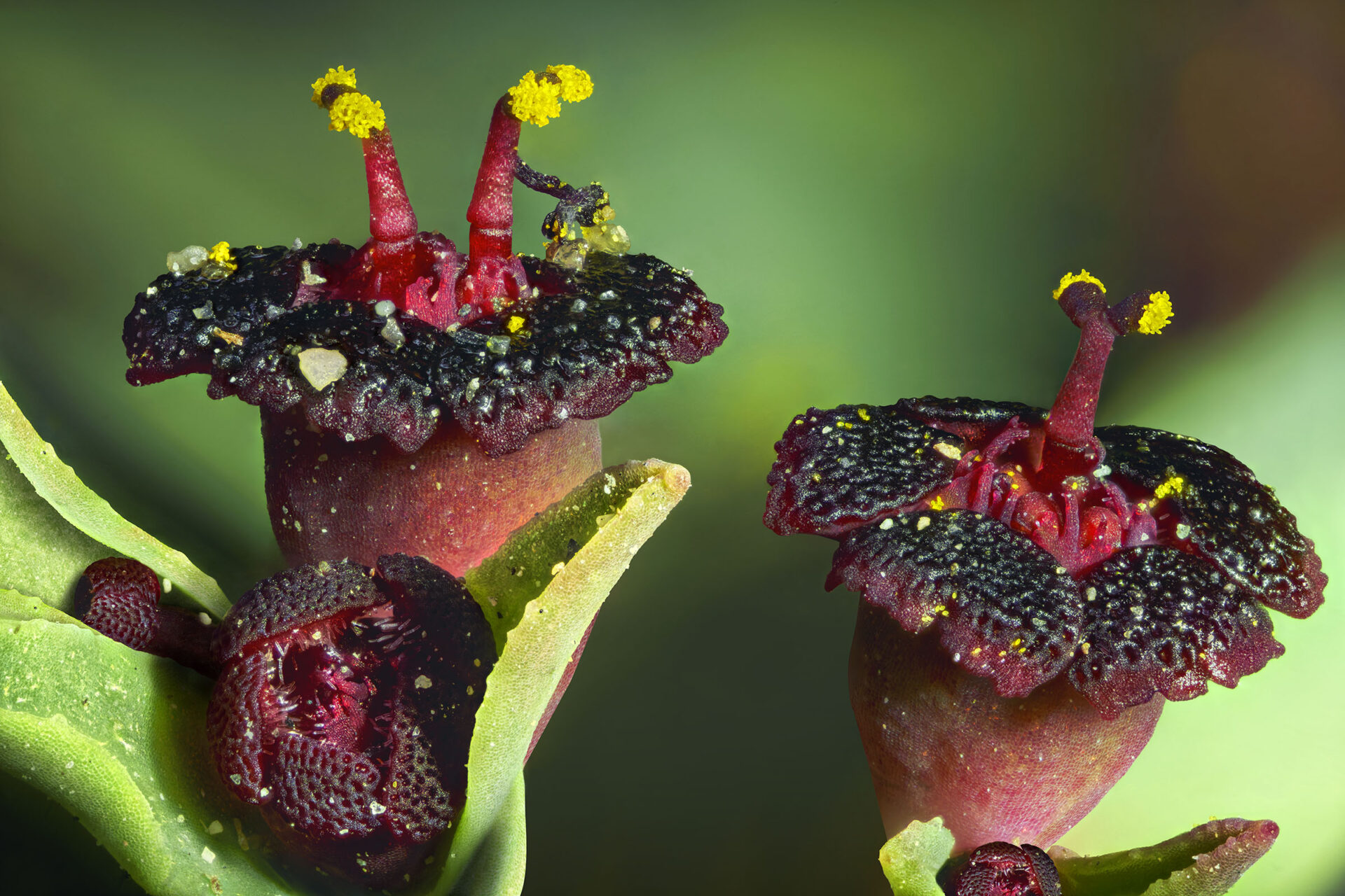 Destacado fotógrafo Nicolás Piwonka expondrá muestra exclusiva sobre el Desierto Florido en el Festival Ladera Sur