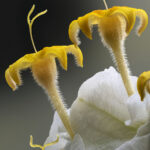 Flores blanca amarilla. Polilla. Créditos Nicolás Piwonka. *Todas las fotografías de esta nota son de uso exclusivo de Ladera Sur para promocionar la exposición. No se pueden usar ni difundir sin autorización de Nicolás Piwonka.