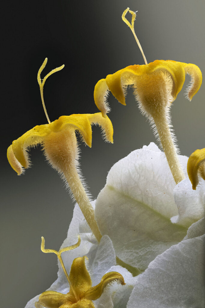 Flores blanca amarilla. Polilla. Créditos Nicolás Piwonka. *Todas las fotografías de esta nota son de uso exclusivo de Ladera Sur para promocionar la exposición. No se pueden usar ni difundir sin autorización de Nicolás Piwonka.