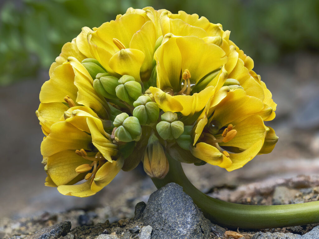 Garra leon amarilla. Polilla. Créditos Nicolás Piwonka.