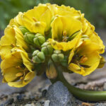 Garra leon amarilla. Polilla. Créditos Nicolás Piwonka.