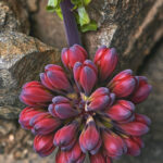 Garra leon. Polilla. Créditos Nicolás Piwonka.