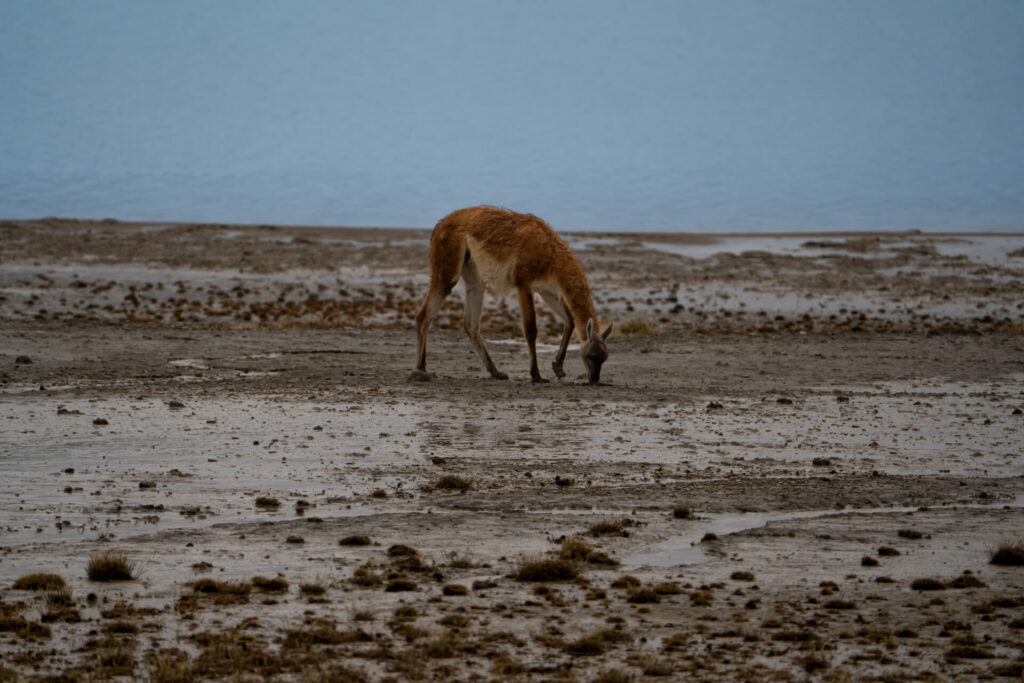 Guanaco. Créditos Clemente Gallardo