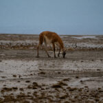 Guanaco. Créditos Clemente Gallardo