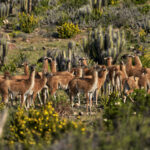 Guanacos Polilla. Créditos Nicolás Piwonka.