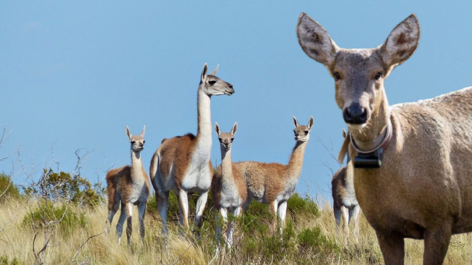 Mamíferos emblema de Chile: Huemules y guanacos son protagonistas de interesantes conferencias en el Festival Ladera Sur