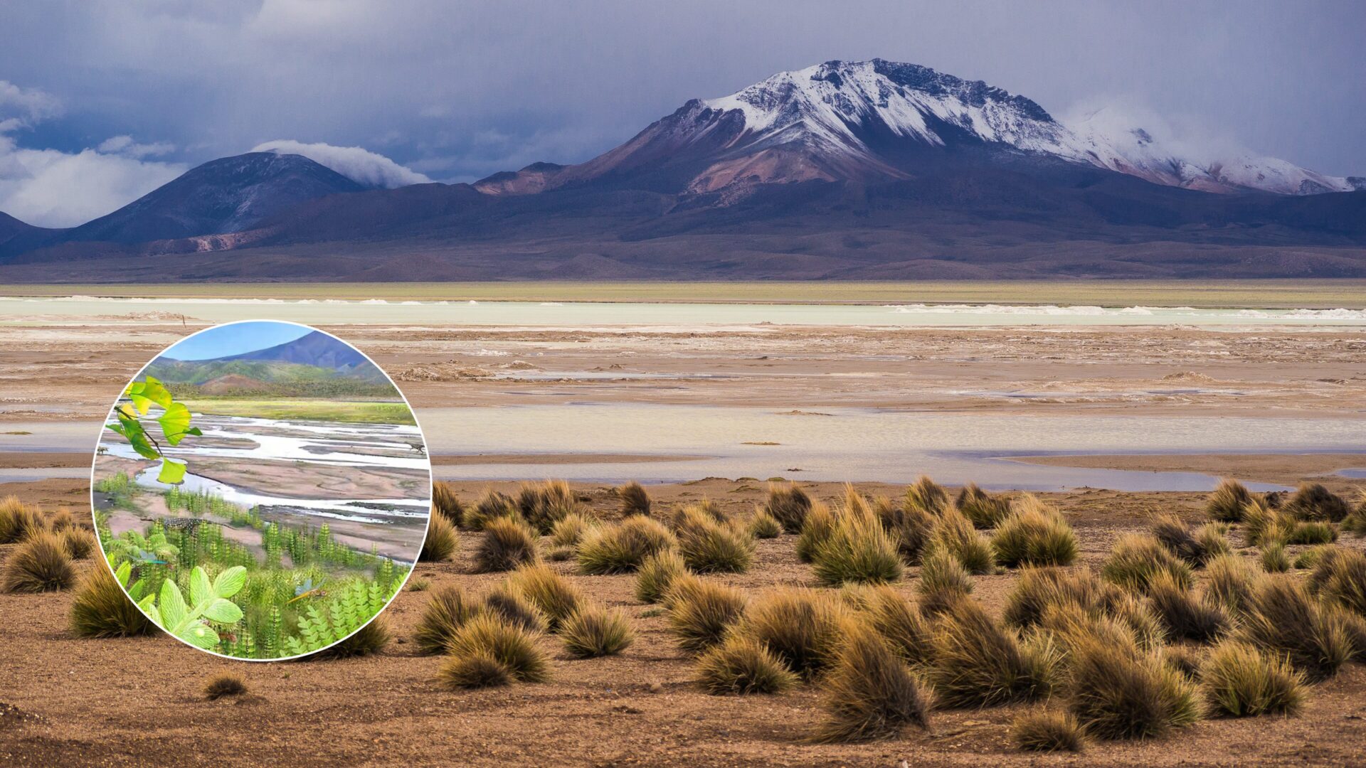 El pasado del desierto de Atacama: Investigación revela que fue un ecosistema verde hace 230 millones de años