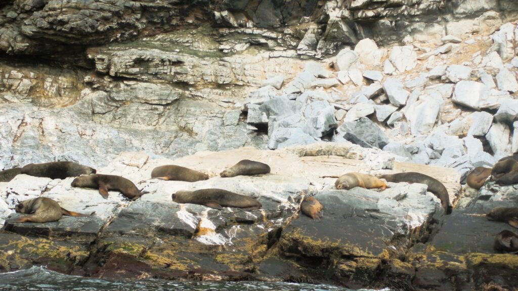 Lobos marino. Foto: Daniela Carreño