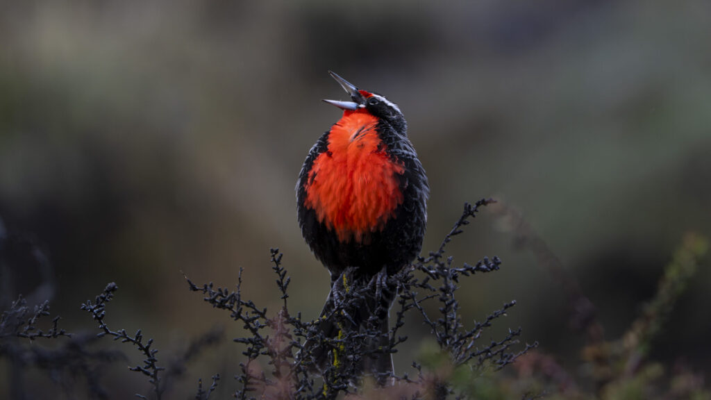 Loica. Créditos Clemente Gallardo