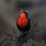 Loica. Créditos Clemente Gallardo