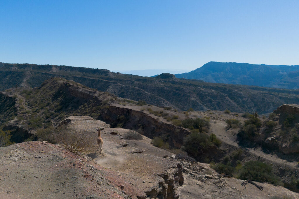 Un guanaco al ingreso del Parque en agosto del 2025, en el Parque Provincial Ischigualasto, Departamento Valle Fértil,San Juan, Argentina.
