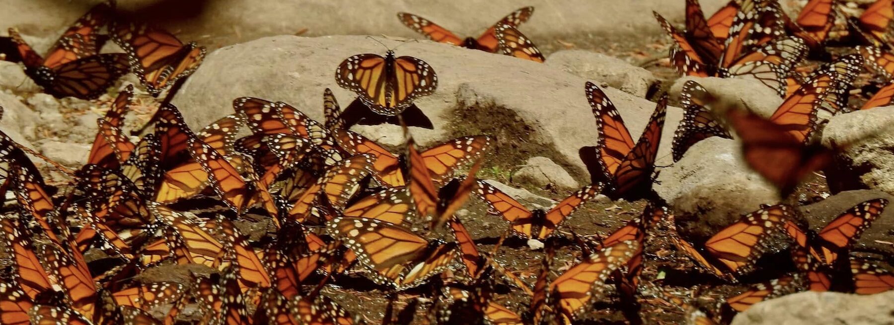 Mariposas monarcas y murciélagos magueyeros: buscan dos amenazados polinizadores en la isla más grande de México