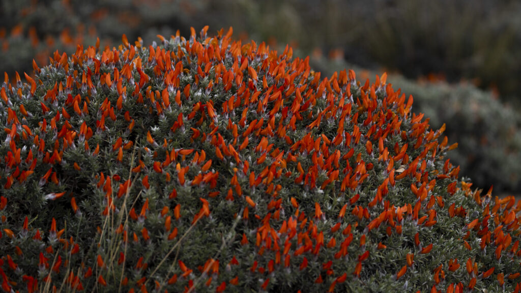 Mata guanaco. Créditos Clemente Gallardo