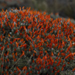 Mata guanaco. Créditos Clemente Gallardo