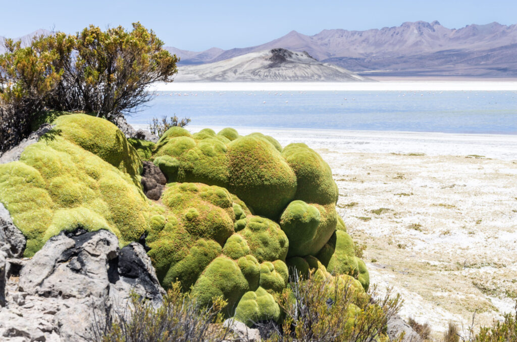 Salar de Surire. Créditos: Corporación Nacional Forestal (CONAF).