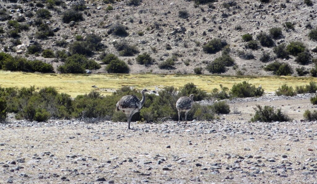 Salar de Surire. Créditos: Corporación Nacional Forestal (CONAF).
