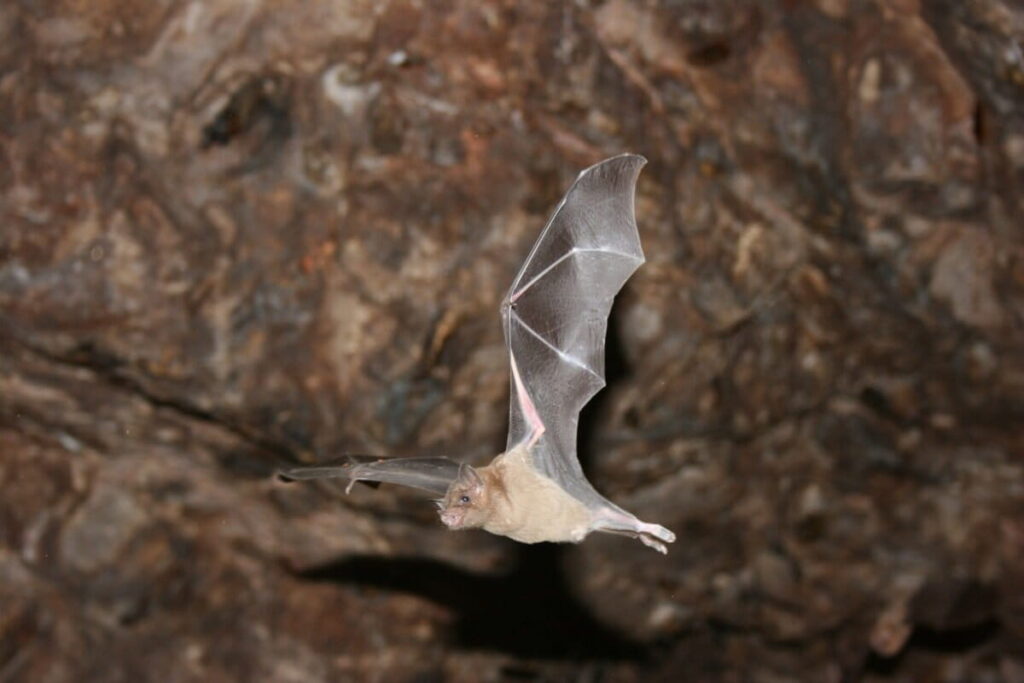 murciélago_magueyero