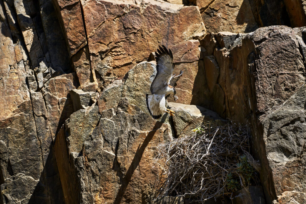 Nido aguilucho. Polilla. Créditos Nicolás Piwonka.