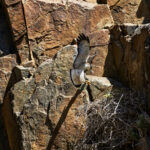 Nido aguilucho. Polilla. Créditos Nicolás Piwonka.