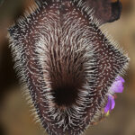 Oreja de zorro cafe. Polilla. Créditos N