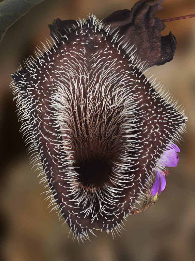 Oreja de zorro cafe. Polilla. Créditos N