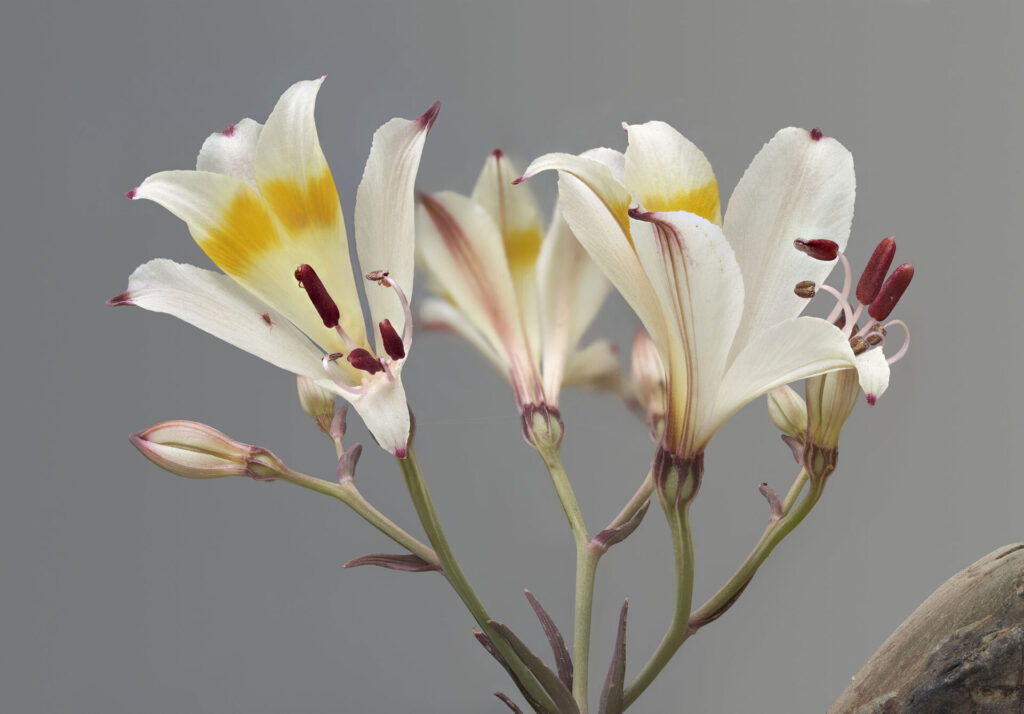 Orquidea blanca amarilla. Polilla. Créditos Nicolás Piwonka.