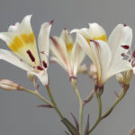 Orquidea blanca amarilla. Polilla. Créditos Nicolás Piwonka.