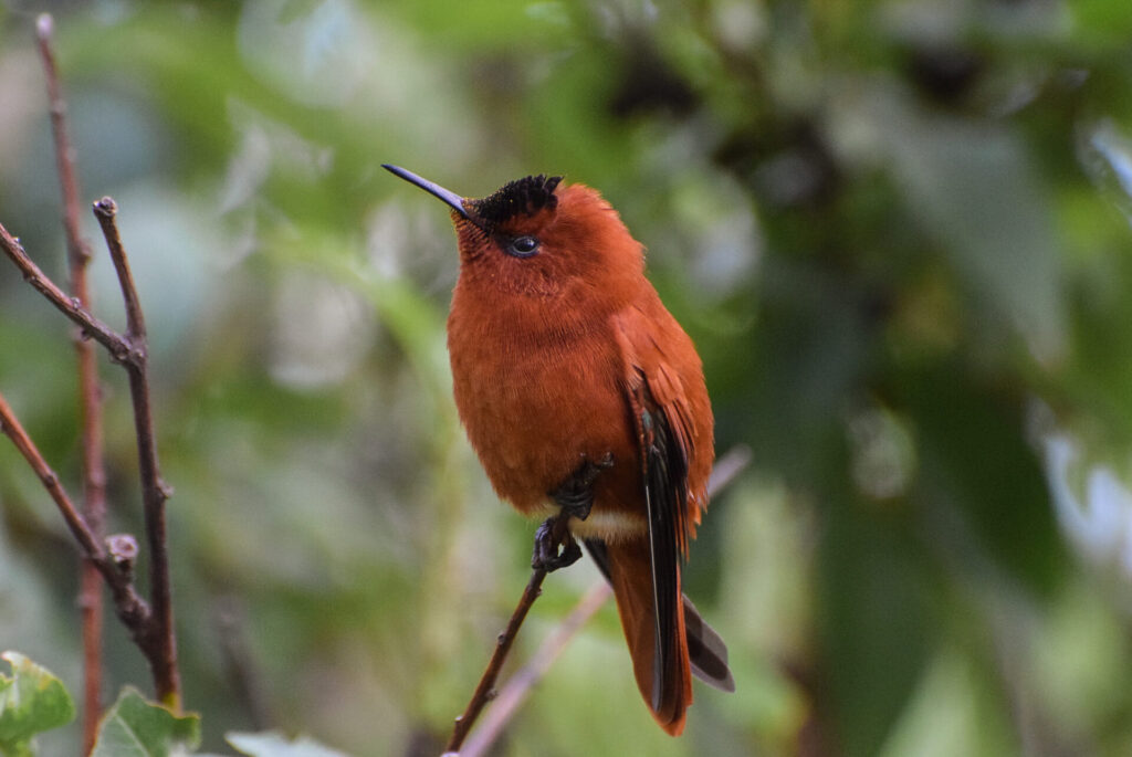Picaflor de Juan Fernández (Sephanoides fernandensis). Créditos: ©Héctor Gutiérrez Guzmán / Oikonos