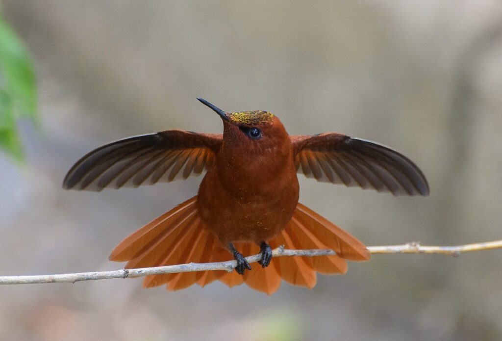 Picaflor de Juan Fernández (Sephanoides fernandensis). Créditos: ©Héctor Gutiérrez Guzmán / Oikonos