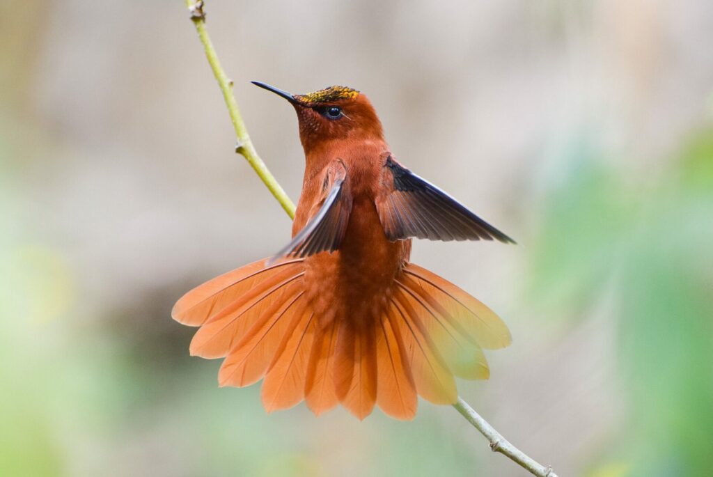 Picaflor de Juan Fernández (Sephanoides fernandensis). Créditos: ©Héctor Gutiérrez Guzmán / Oikonos