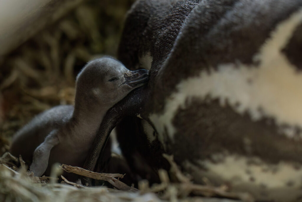 Pingüinos de Humboldt. Créditos Benvenuti/Oikonos