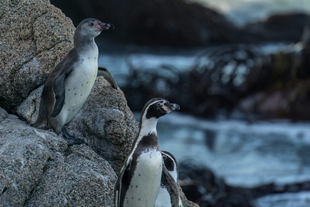 Pingüinos de Humboldt. Créditos Benvenuti/Oikonos