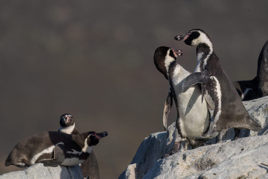 Pingüinos de Humboldt. Créditos Benvenuti/Oikonos