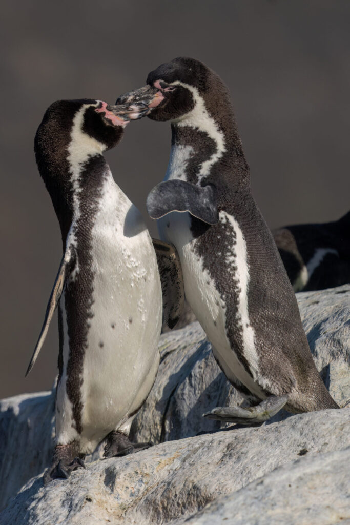 Pingüinos de Humboldt. Créditos Benvenuti/Oikonos