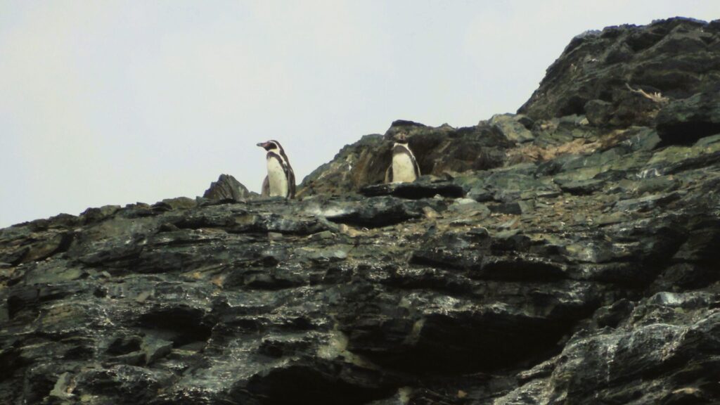 Pingüinos en Chañaral: Foto: Daniela Carreño