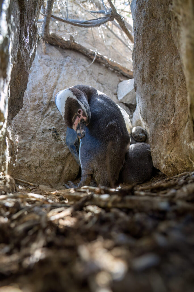 Pingüinos de Humboldt (Spheniscus humboldti). Créditos: ©Benvenuti / Oikonos