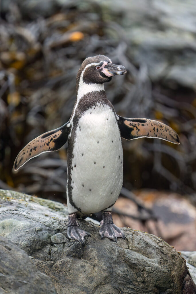 Pingüinos de Humboldt (Spheniscus humboldti). Créditos: ©Benvenuti / Oikonos
