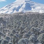 Villarrica Bosque milenario de Araucarias. ©Fernando Gudenschwager