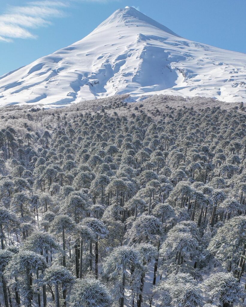 Villarrica Bosque milenario de Araucarias. ©Fernando Gudenschwager