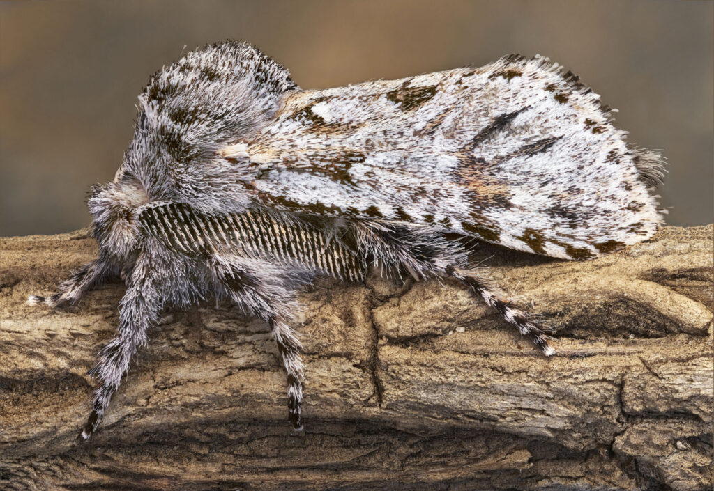 Polilla. Créditos Nicolás Piwonka. *Todas las fotografías de esta nota son de uso exclusivo de Ladera Sur para promocionar la exposición. No se pueden usar ni difundir sin autorización de Nicolás Piwonka.