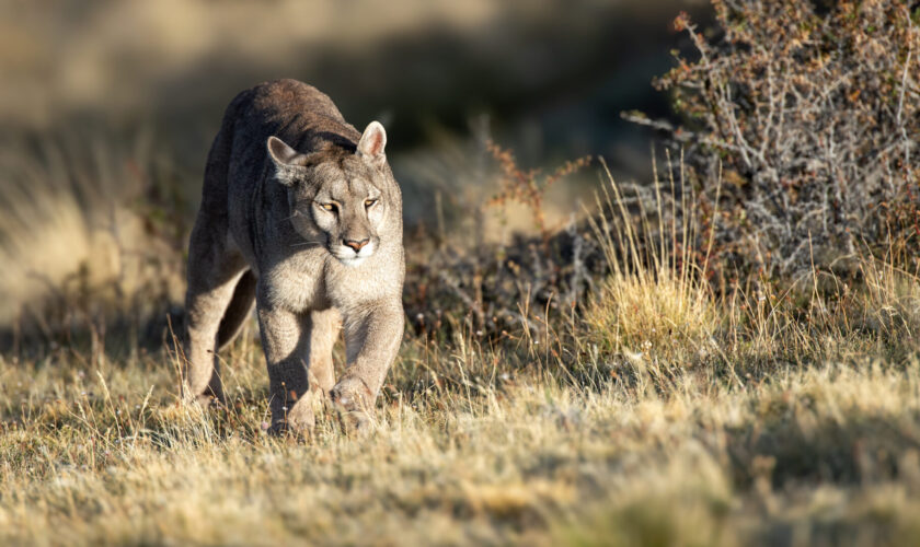 La vida en modo puma con Rodrigo Moraga, fotógrafo que compartirá su experiencia en el Festival Ladera Sur