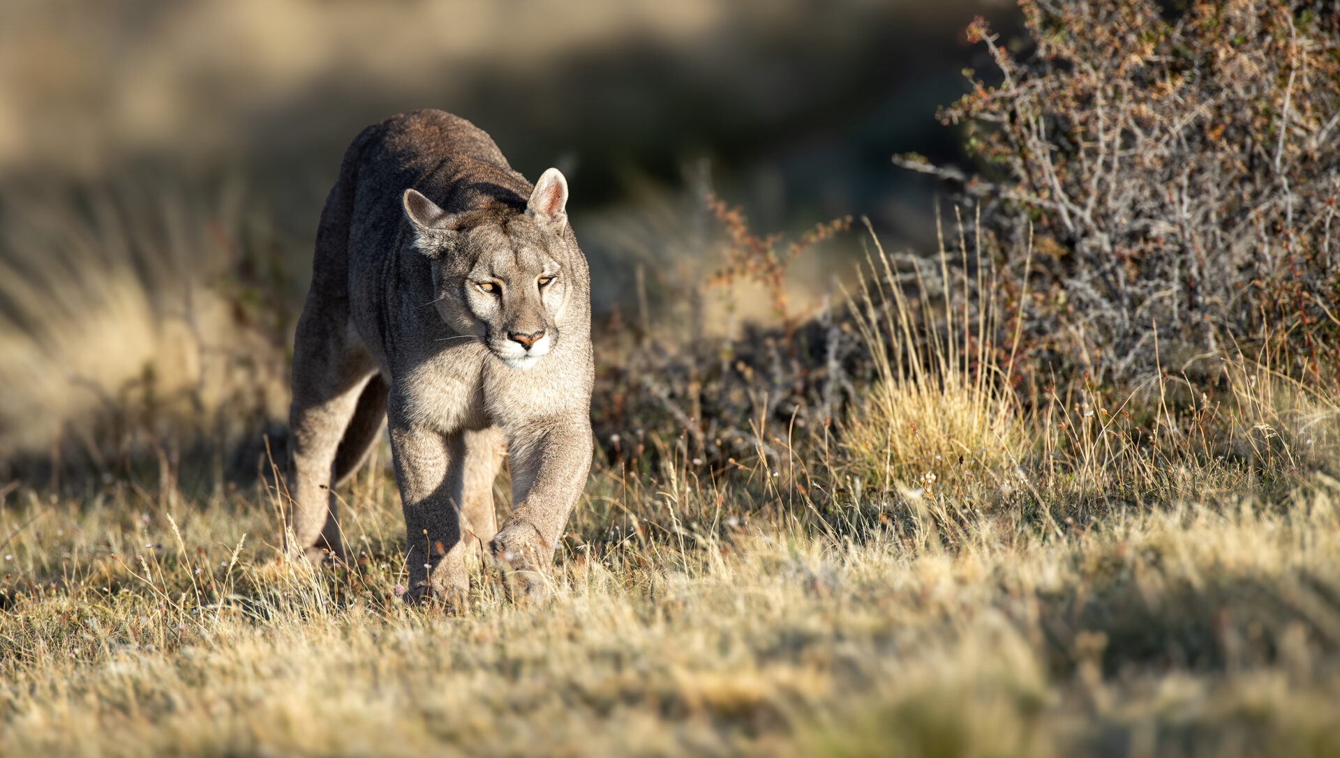 La vida en modo puma con Rodrigo Moraga, fotógrafo que compartirá su experiencia en el Festival Ladera Sur
