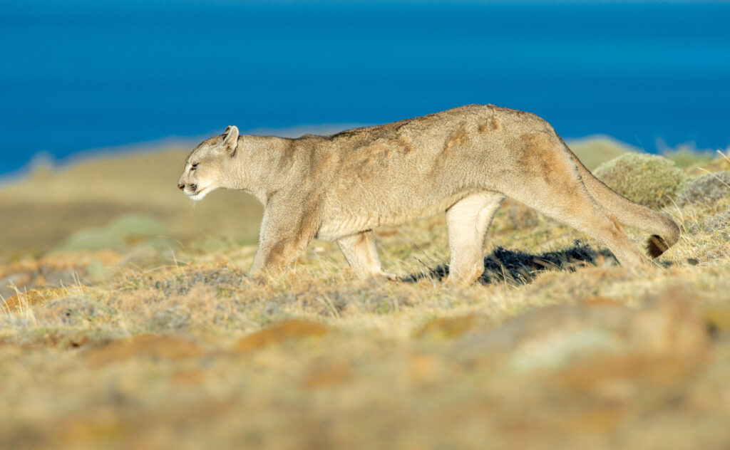 Foto: Rodrigo Moraga