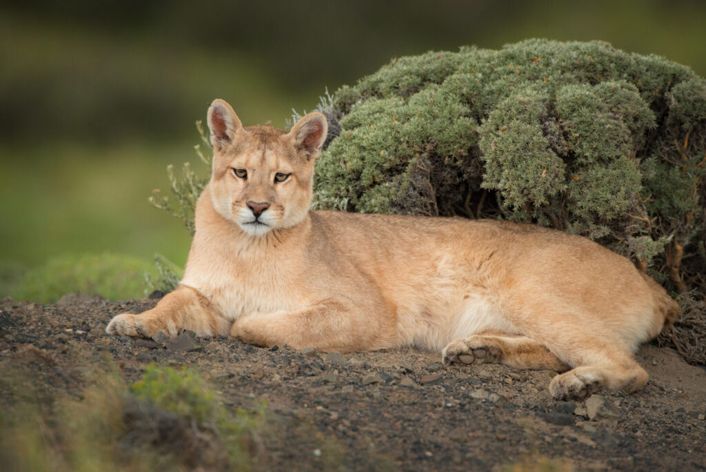 Foto: Rodrigo Moraga