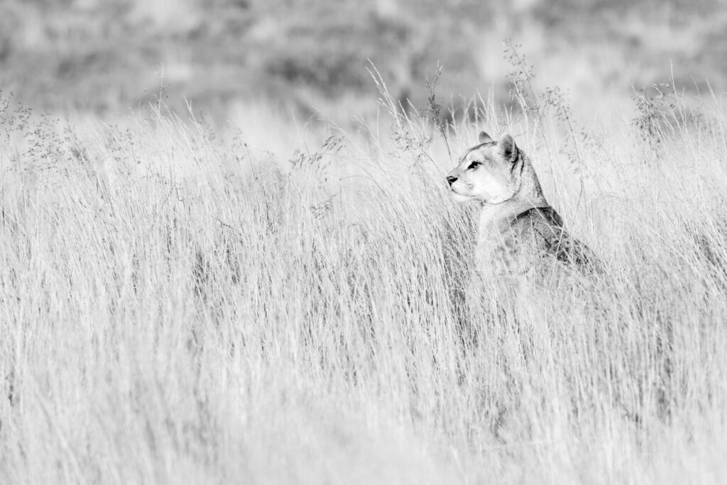 Foto: Rodrigo Moraga