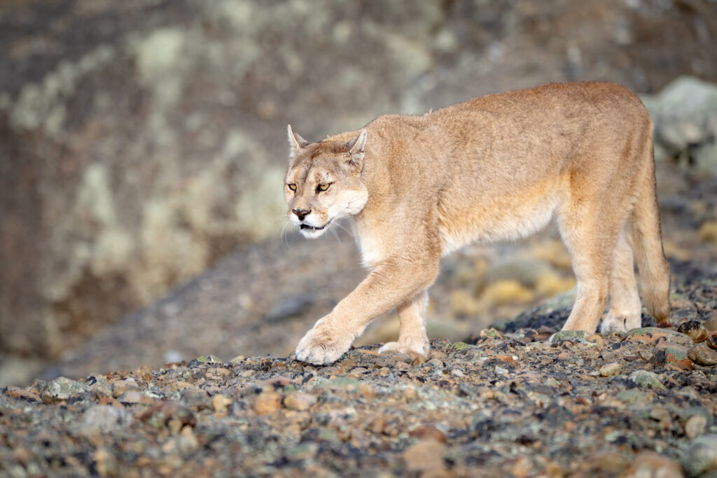 Foto: Rodrigo Moraga